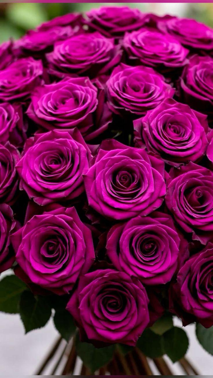 Eternal Embrace Lavender Array